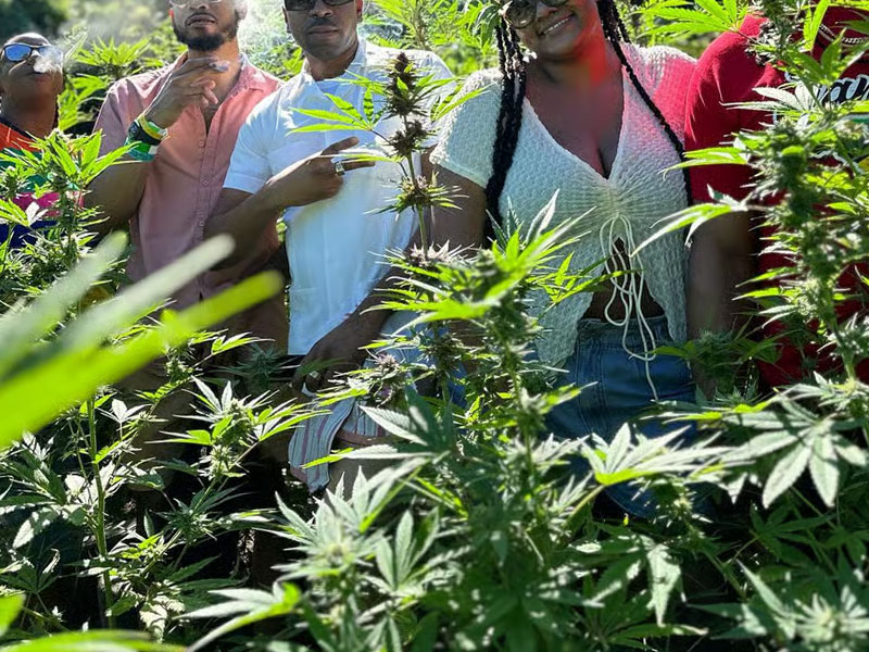 affordable-tours-jamaica-attractions-weed-farm-tour-4